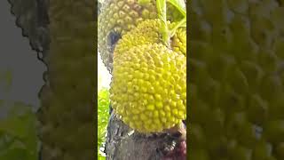 Beautiful Jack fruits/#food /#fruit /#beautiful /#shortsyoutube /#nature superstores