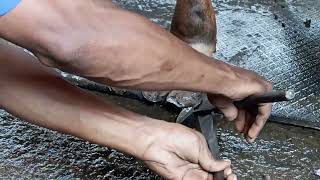 How to trim animal hoof/Easy technique to trim animal hoof