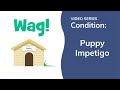 Puppy Impetigo in Dogs | Wag!