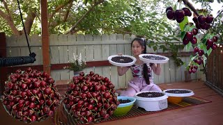 Cherry Harvesting! and Making Dried Cherries-How to Make Dried Cherry #Cherry season #Lincooking