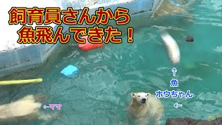 飼育員さんから魚飛んできた💗シロクマの母娘【天王寺動物園】