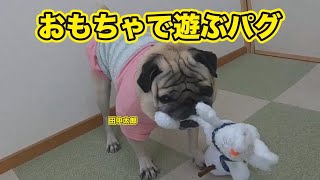 おもちゃで遊ぶパグ