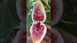 Start Eating Figs Today – The Benefits Will Blow Your Mind!