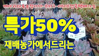 재배농가에서드리는/특가50%  메아리다육농장010-8913-0808