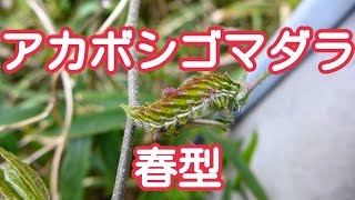 2017年4月  動き出したアカボシゴマダラ幼虫（Hestina assimilis）