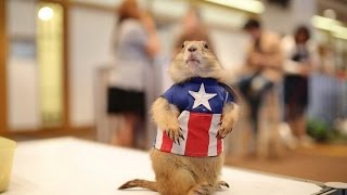 Prairie Dog แพร์รี่ด๊อก กระรอกดิน กระรอกหมา แพรี่ด็อกสัตว์เลี้ยง น่ารัก Cute Animal Pet