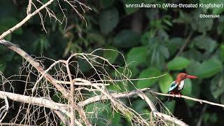 นกกระเต็นอกขาว อช.เขาใหญ่ White throated Kingfisher