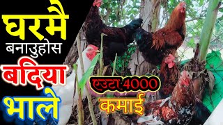 लोकल भाले लाई बदीया भाले ( खसी ) बनाउने तरीका | | Badiya Bhale Banaune Tarika Dang | यउटा को रू 4000