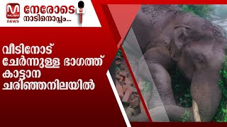 അട്ടപ്പാടി താഴെ അബ്ബനൂരിൽ വീടിനോട് ചേർന്നുള്ള ഭാഗത്ത് കാട്ടാന ചരിഞ്ഞനിലയിൽ.