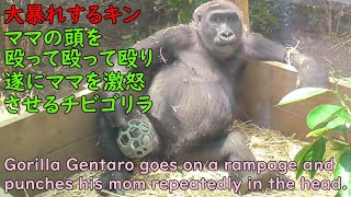 キンタロウ、暴れて飛びつきママの頭を何度も強く殴る！遂に怒るママニシゴリラのゲンキ♪【京都市動物園 2025/1/1公開】