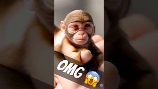 Omg 😱 baby monkey #trending #viralcontent #monkey #animals #viralshorts #omg