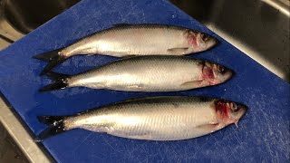 How to prepare & cook fried herring. Sustainable sea fish U.K. Healthy fresh fish omega 3 oil