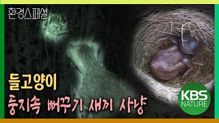 들고양이, 둥지속 뻐꾸기 새끼 사냥 [환경스페셜 kbs자연다큐멘터리 한강2부작_1편 생태보고2001 미사리] / KBS 20010905 방송