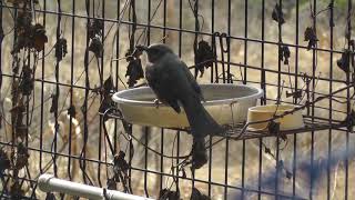 ブロッコリーの葉を食べたり水を飲んだりするヒヨさん Bulbul eats broccoli leaf and drinks water