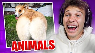 Try Not To Laugh - ANIMAL EDITION!