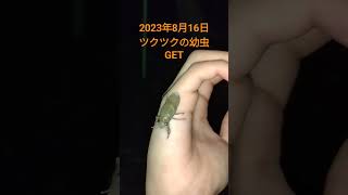 ツクツクの幼虫GET