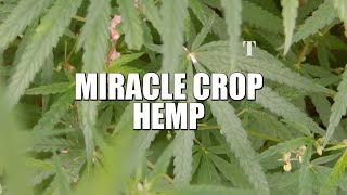 Hemp - The Miracle crop - start of Industrial Hemp production in Pakistan