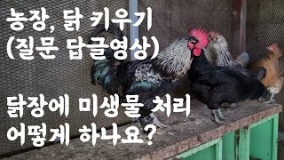 농장, 닭 키우기 (질문 답글 영상) / \