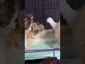 a mother cat being mean to her kittens is really funny funny cat kitten catlover