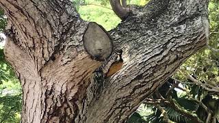 Female Common Flameback