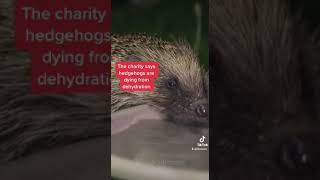 Heatwave: Public urged to leave water for hedgehogs