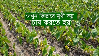 মুখি কচু চাষ পদ্ধতি এবং সঠিক পরিচর্যা,Mukhi kachu cultivation method and proper care