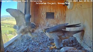 Izzi Grows an Attitude! (2020.11.15) - Orange, Australia Peregrines - FalconCam Project, CSU