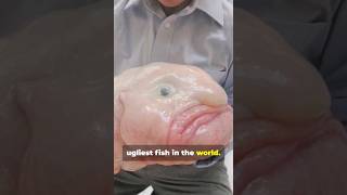 THE UGLY TRUTH! 🧐 - Did you know this about the Blobfish? 🐡 #fish #shorts #animals