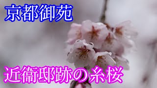 【京都観光】近衞邸跡の糸桜 KYOTOJapan京都観光スポット、京都の春