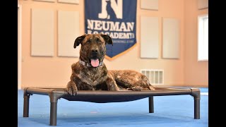 Max (German Shepherd/Labrador Retriever Mix) Boot Camp Dog Training Video Demonstration