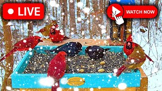 🔴LIVE 4K Bird Feeder Cam | 🚫No Ads Live Bird Cam | Light SNOW- Hungry Birds ❄️