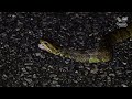 On the trail of the deadly venomous Eastern diamondback rattlesnake in Florida
