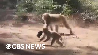 Police warn monkeys escaped from South Carolina research lab still on the loose, should be avoided