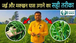 जई और मक्खन घास उगाने का तरीका | Jai and Makkhan Green Fodder Full Information | Akshay Maan |