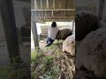 新西兰剪羊毛 sheep shearing 9