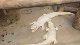 Albino Alligator Videos 9tubetv - 