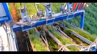 **Hauke Hinrichs**Carrot harvest Germany 2013 70 Boxes per hour!