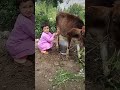 cute fedak gb kids doodh nikal aana ha cute viralvideo village gb kids