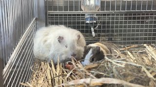 ママと朝ご飯を食べる子モル【‎2024年‎9月15日】【上野動物園】モルモット