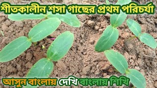 শীতকালীন শসা গাছের প্রথম পরিচর্যা ২০২৩।ব্যবসায়িক শীত কালীন শসা চাষ পদ্ধতি/স্পেশাল শীতের শসা#sosachas