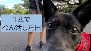 一匹でわん活した日