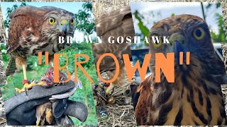 Falconry : Hunting with Brown Goshawk | Accipiter Fasciatus |  hawking Quail | Austringer |  Goshawk