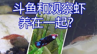 斗鱼和观察虾可以养在同一个鱼缸吗？