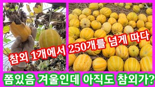 참외를 언제까지 딸겨? 참외 1주에서 250개넘게 따다~솔림농원 비닐하우스 텃밭,주말농장,귀농귀촌,전원일기,인간극장,사노라면,참외재배방법,키우기