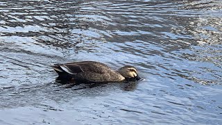 『清水池公園』で暮らす野鳥を見ながらビールを飲んでいます。