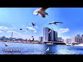 【tokyo nature observation】 virtual　 seagull　 yurikamome 　 ゆりかもめ　 ユリカモメ　 sumida river　 隅田川　 白鬚橋親水テラス