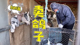 Uncle Xinjiang has too many pigeons, so I caught 20 pigeons and sold them in the market