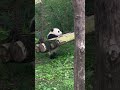 panda qisanmei never give up奇三妹 叔叔姨姨不要放弃自己的梦想 大熊猫 熊猫 cute panda 熊貓 animals adorablepanda 可愛