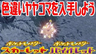 【ポケモンSV】色違いヤヤコマを入手しよう【ポケットモンスター スカーレット・バイオレット】Pocket Monsters