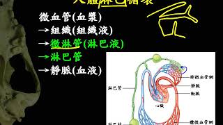 10601高一基礎生物3 1 07人體的淋巴循環一公